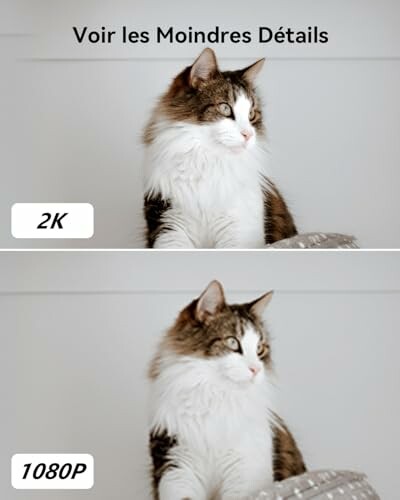 Comparaison de qualité d'image de chat en 2K et 1080P.
